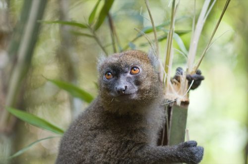 Greater Bamboo Lemur