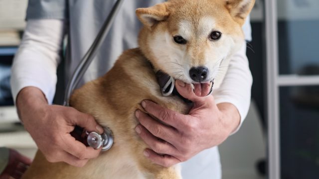 shiba inu at the vet