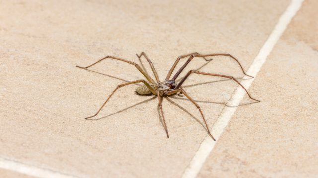 Close up of a spider on a tile floor