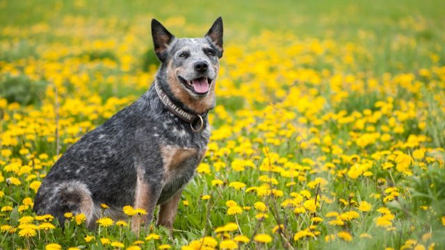 Australian Cattle Dog in Field
