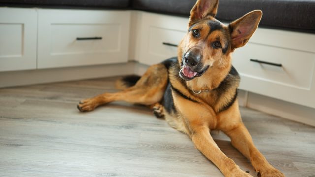 german shepherd looking alert in a home