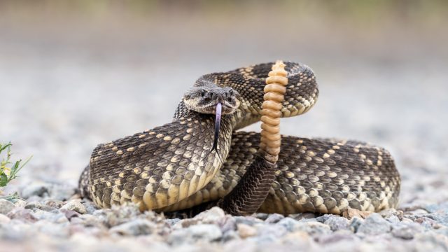 A rattlesnake coiled on the ground with its tongue out and tail up