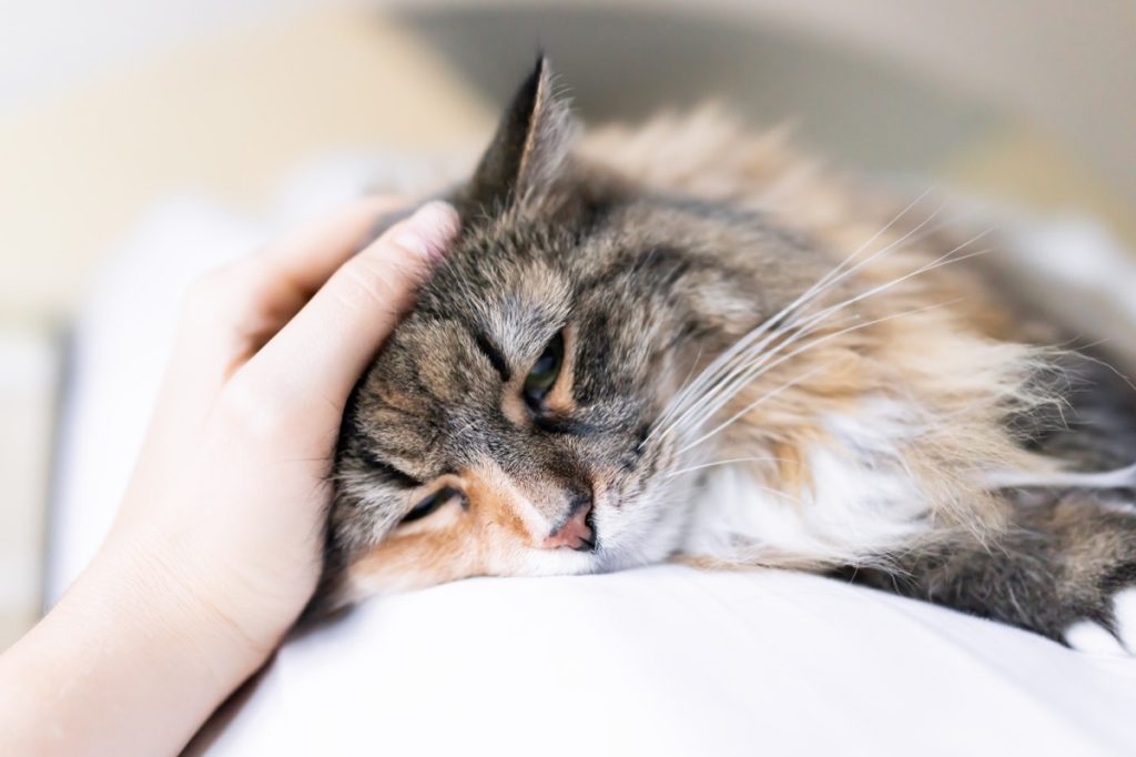 Closeup portrait of calico maine coon cat lying on owner