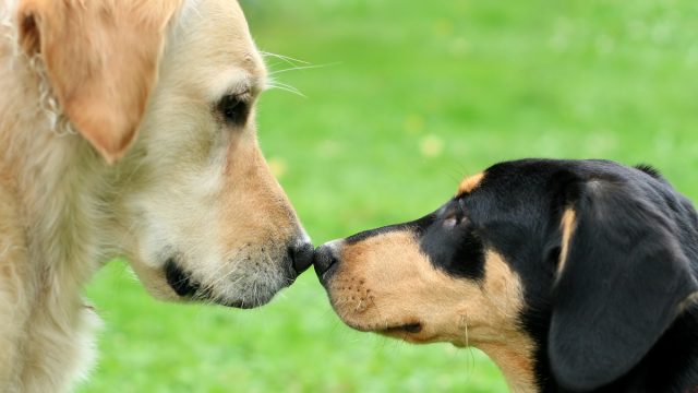Golden Retriever and puppy sniffing each other, focus on the noses