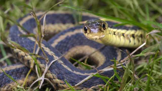Snake in the grass. Common eastern Garter snake, coiled in the grass, looking forward at camera