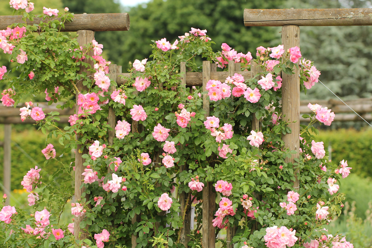 Pink climbing rose "Manita"