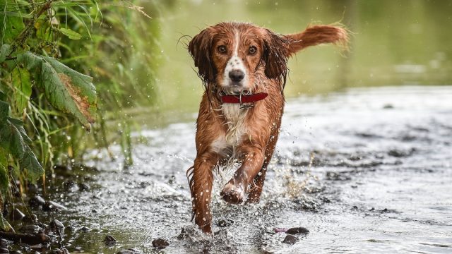 Brown Cocker Spaniel running in shallow water