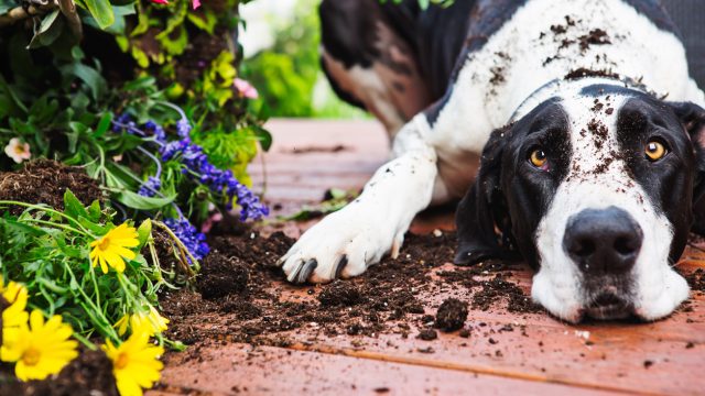 A Great Dane sitting with dirt on its head after digging in a garden