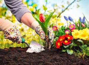 Gardeners hands planting colorful flowers