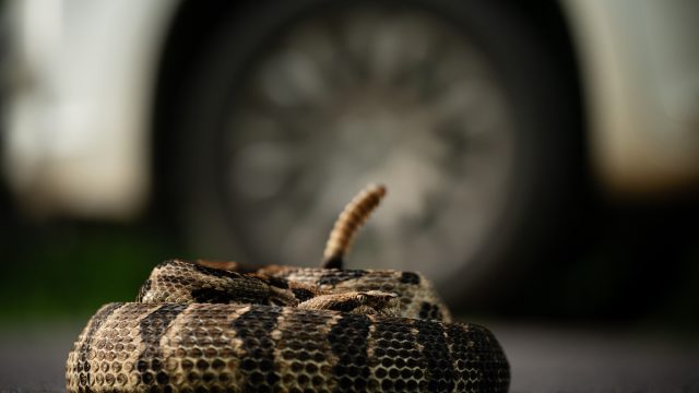 Timber rattlesnake coiled next to car wheel