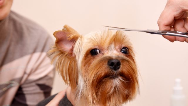 Yorkshire Terrier getting a trim