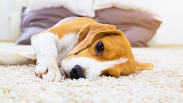 Tired dog on carpet. Sad beagle on floor. Dog lying on soft carpet after training. Beagle with sad opened eyes indoors. Beautiful animal background.
