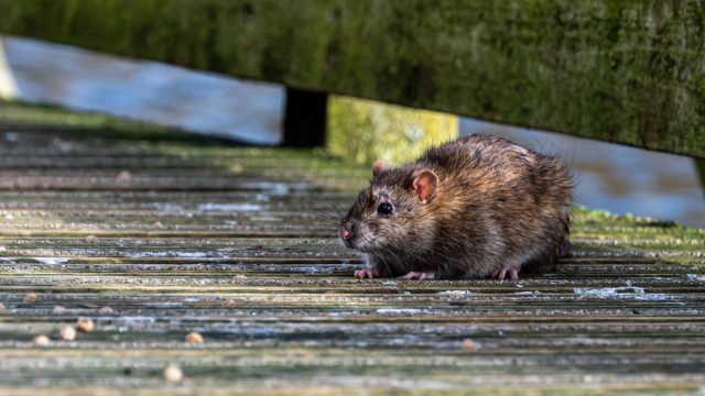 brown rat on the street