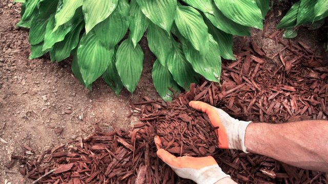A person spreading mulch in their garden under a plant