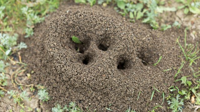Anthill on a background of fresh greenery