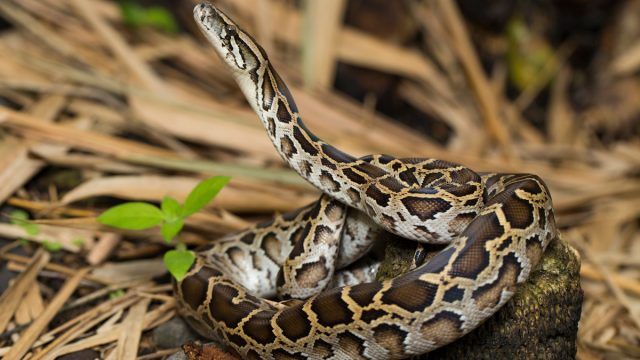 Burmese Python snake coiled outside