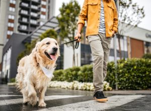 A close up of a person walking a Golden Retriever on a city street