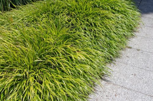 Hakonechloa macra or japanese forest grass plants