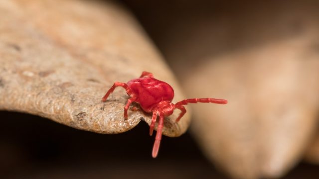 Red Clover Mite crawling over brown foilage