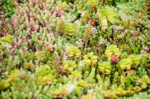Close-up of sedum plants