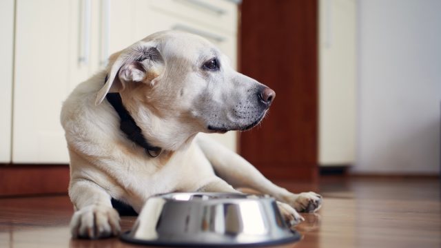 Old dog waiting for feeding. Labrador retriever lying near empty bowl in home kitchen.