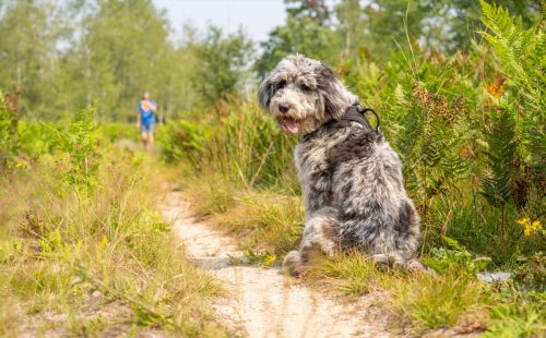 6 month old blue merle aussiedoodle in a field.