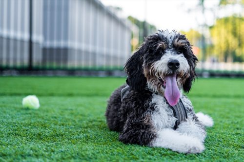 A photo of a Bernadoodle puppy