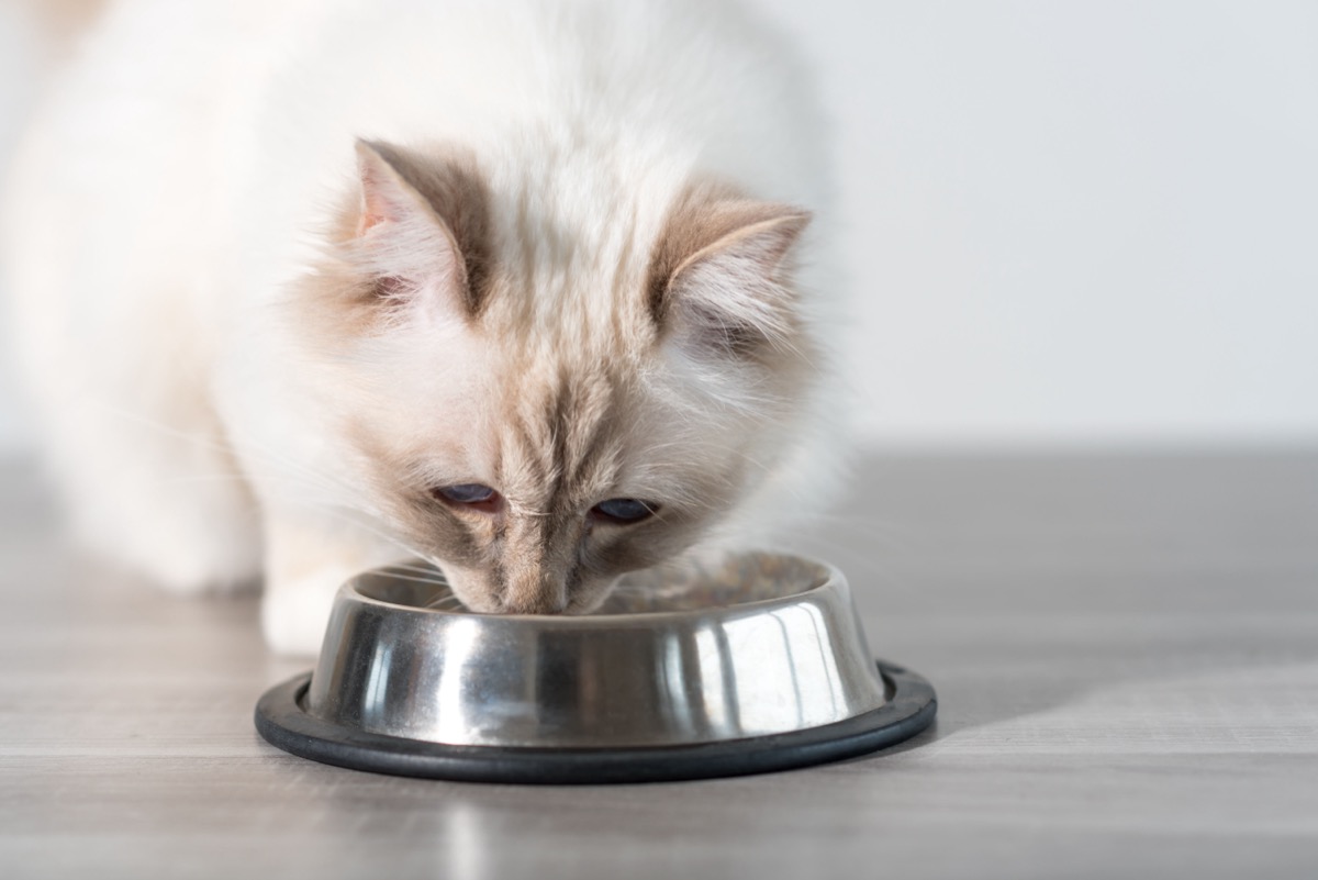 Cat eating from silver bowl