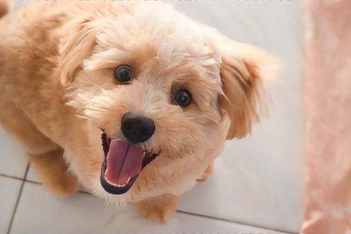 Cute Cream Shih Poo Mixed Breed