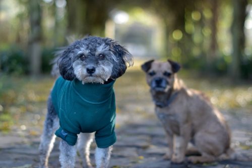 A group of dogs out on a dog walk together, posing for the camera - best friends, dog walking, pet sitting, pack, dog exercise, pet business, group portrait