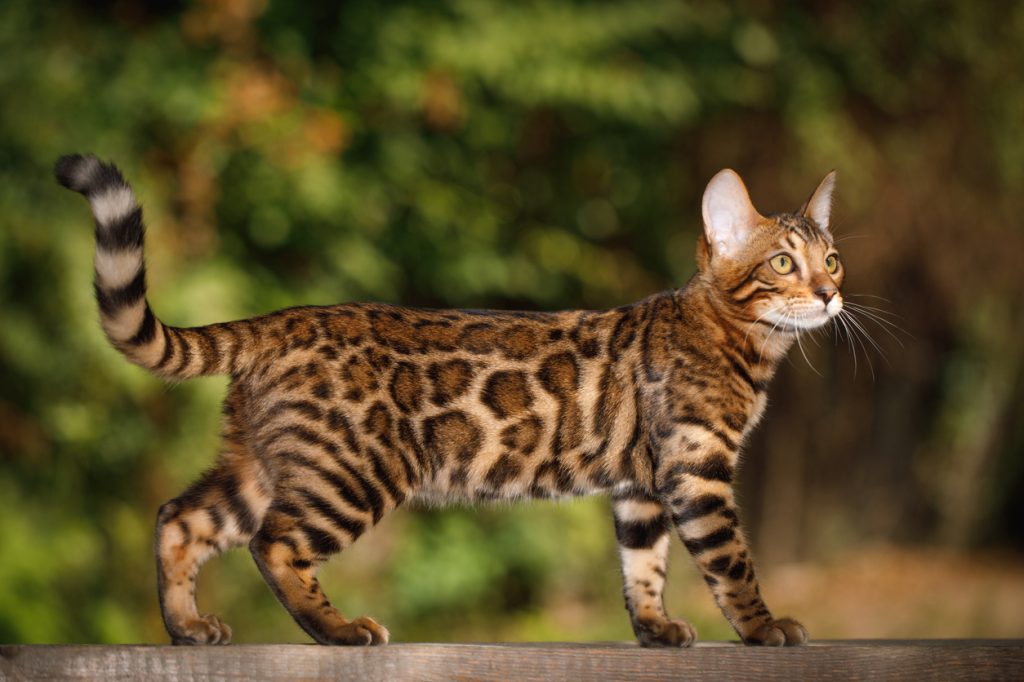 A Bengal cat
