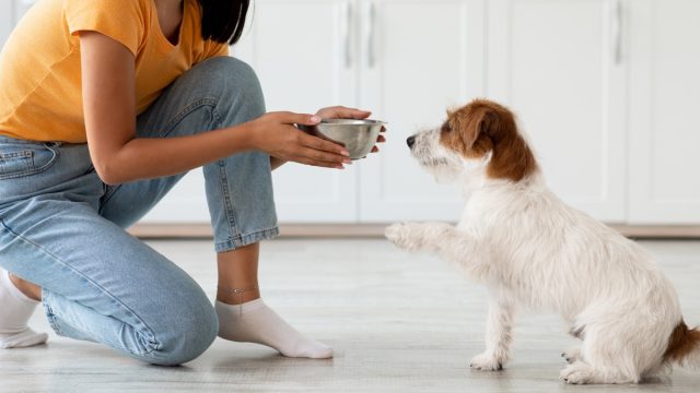 Pet feeding concept. Fluffy dog jack russel terrier breed waiting for food, unrecognizable asian woman in casual outfit feeding her pet, kitchen interior, side view, copy space