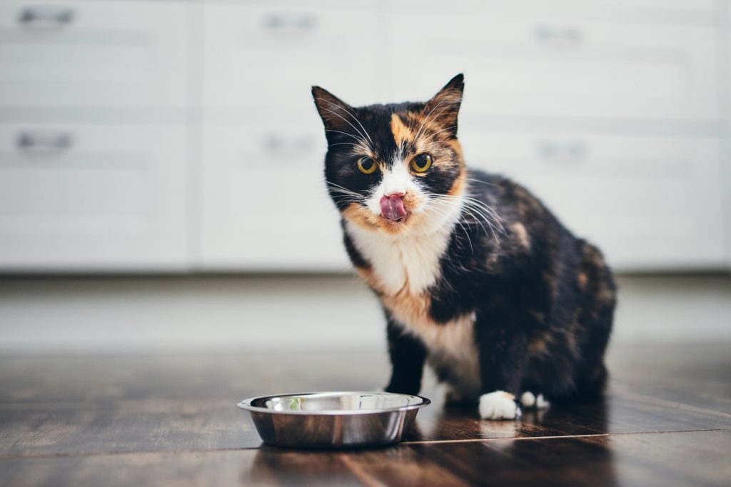 A cat licking its lips in front of its food bowl