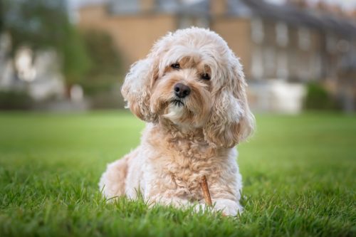 Seven year old Cavapoo laying on the grass with his stick and a curious head tilt very handsome