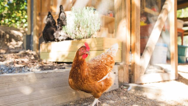 pet chicken walking around in yard
