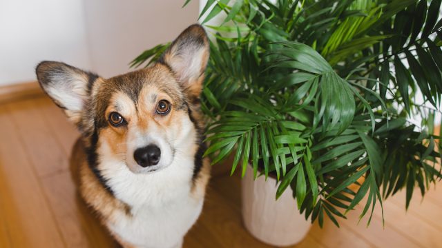 Welsh corgi pembroke dog and chamedora houseplant in a pot