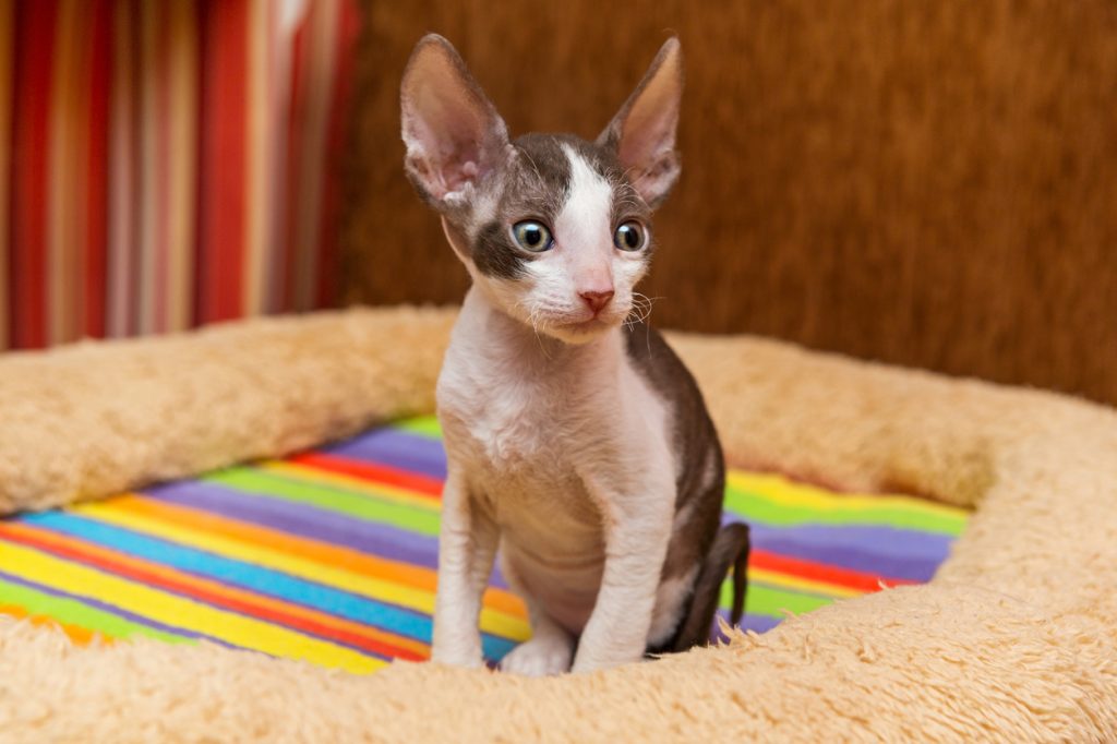 A Cornish Rex kitten