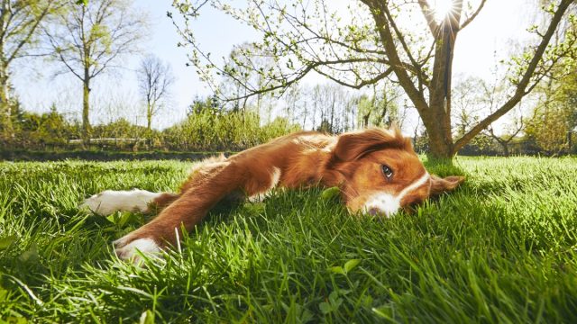 Springtime on the garden. Cute dog (Nova Scotia Duck Tolling Retriever) resting under tree on the garden during sunset.