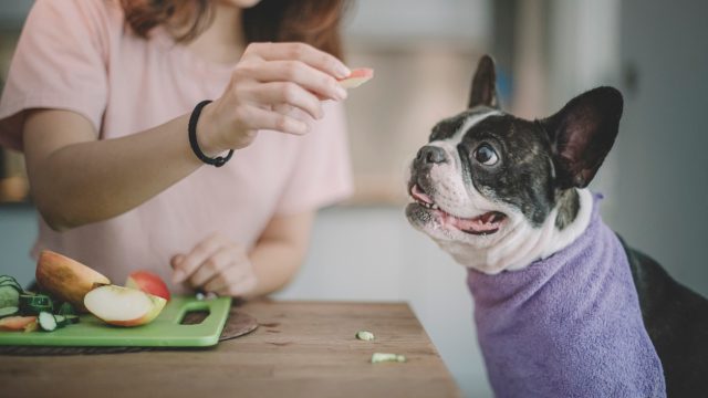 A small dog being fed an apple by its owner
