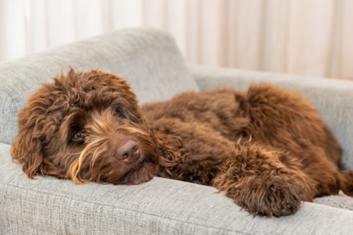 Golden brown labradoodle sleeping on sofa