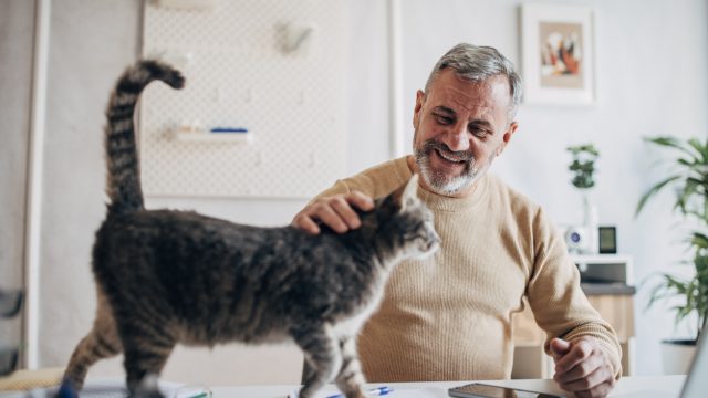 A man petting a cat walking across his desk