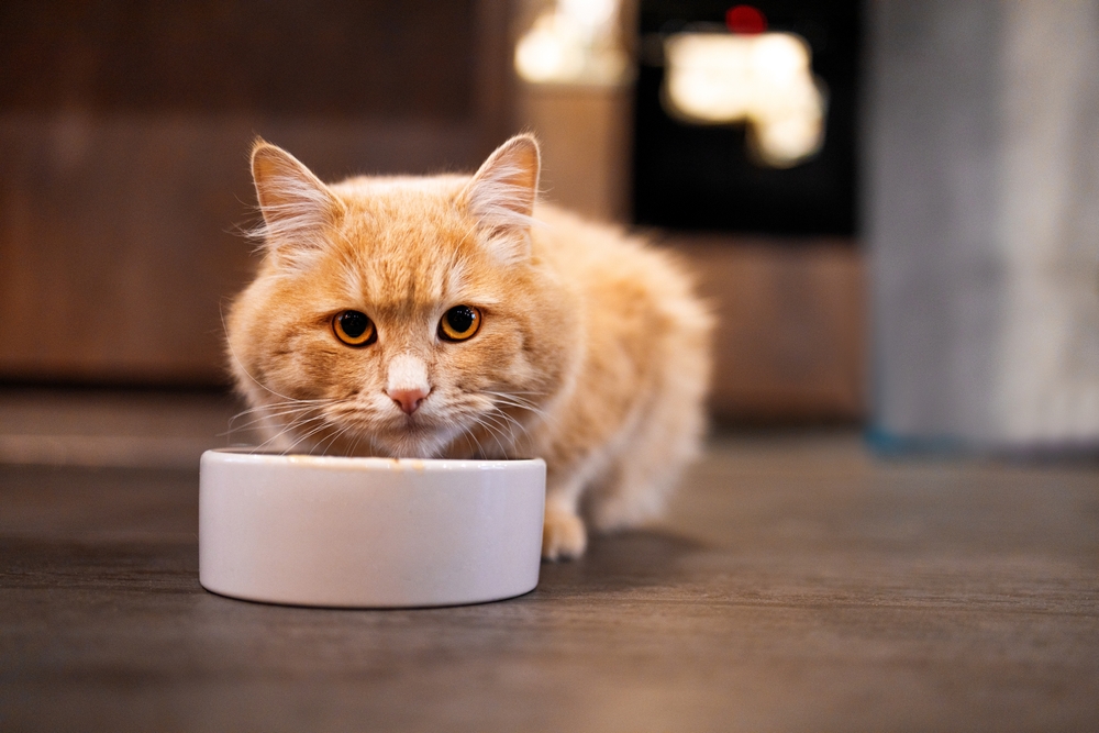 An orange cat eating out of its food bowl