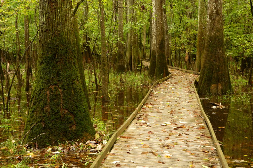 A boardwalk in a forest in Conagree National Park
