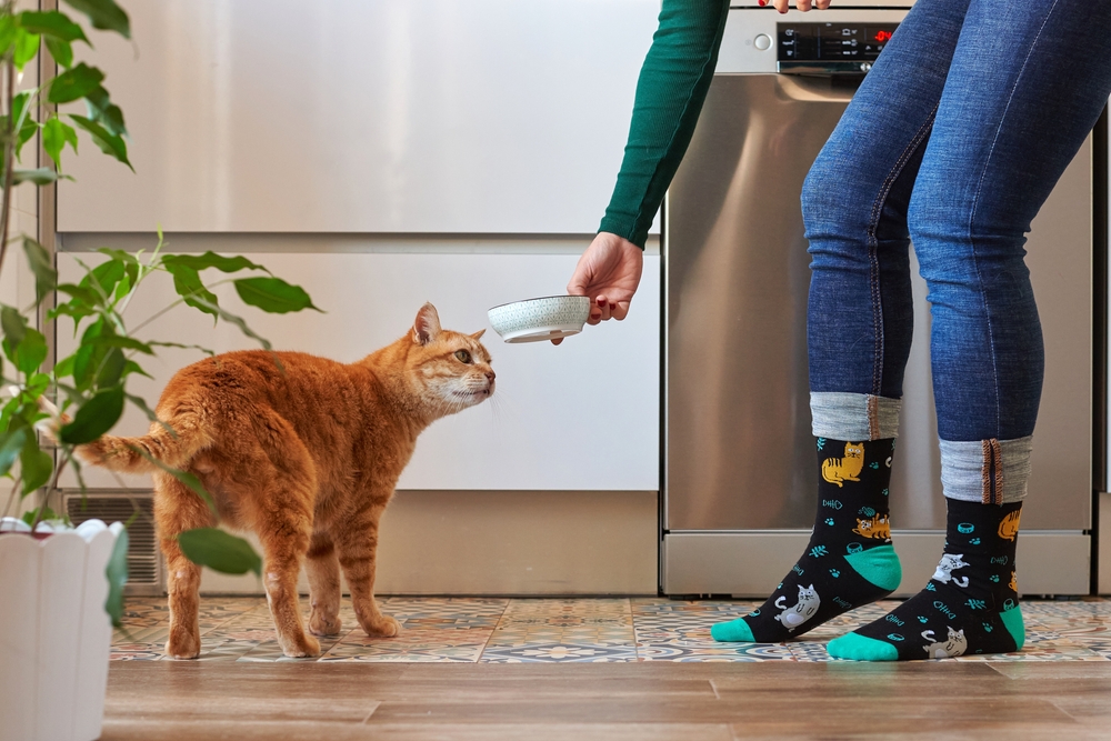 A woman feeding a senior cat