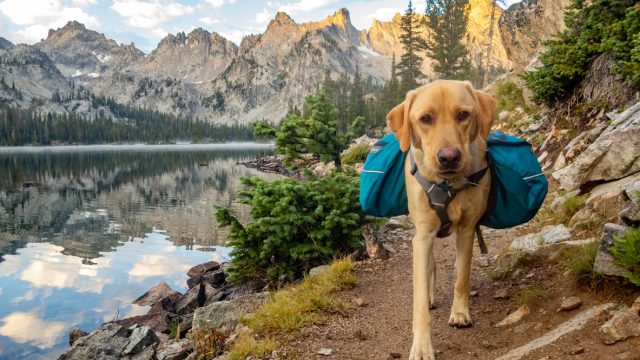 A dog backpacking in a National Park.