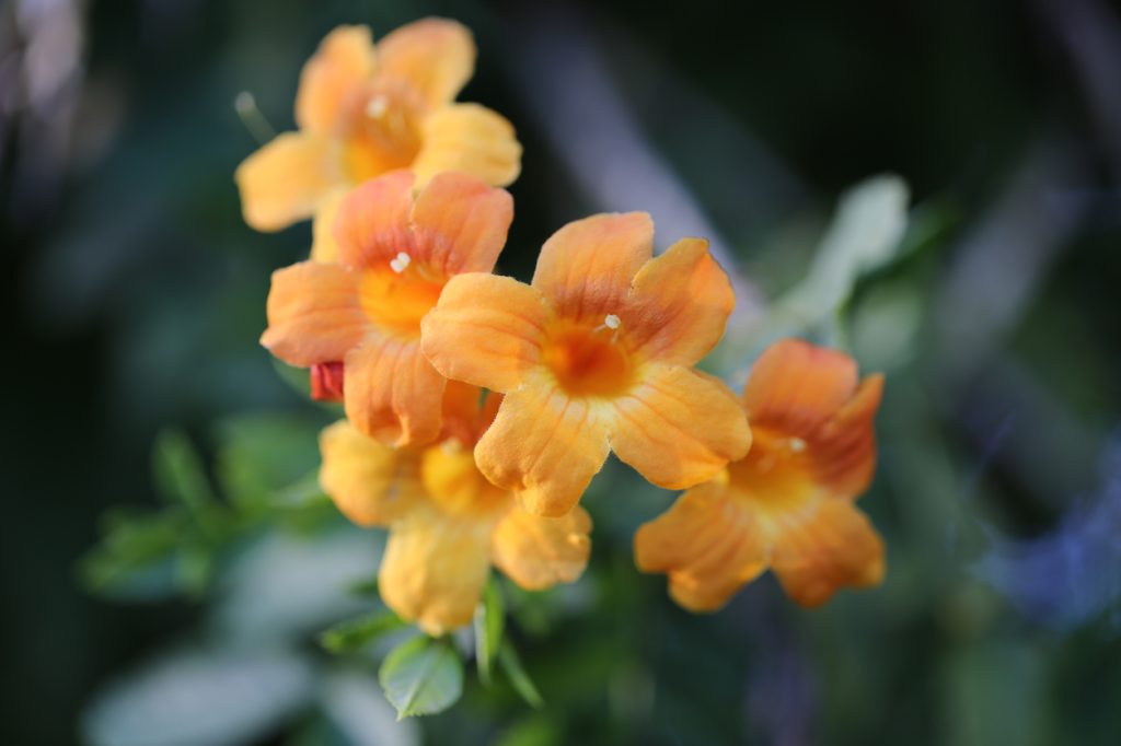 A Capreolata Bignonia crossvine flower
