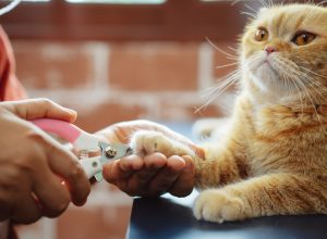A close up of a person trimming a cat's nails