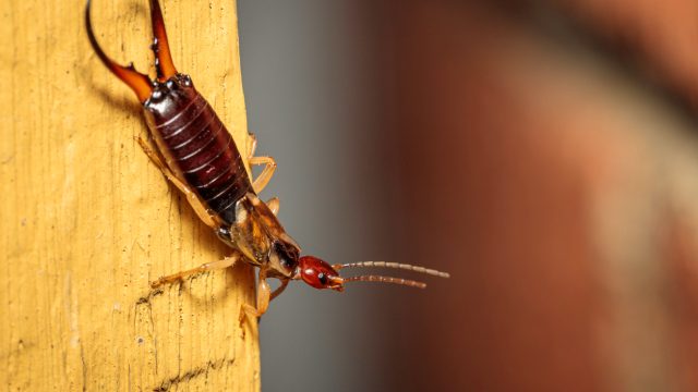 A closeup of an earwig