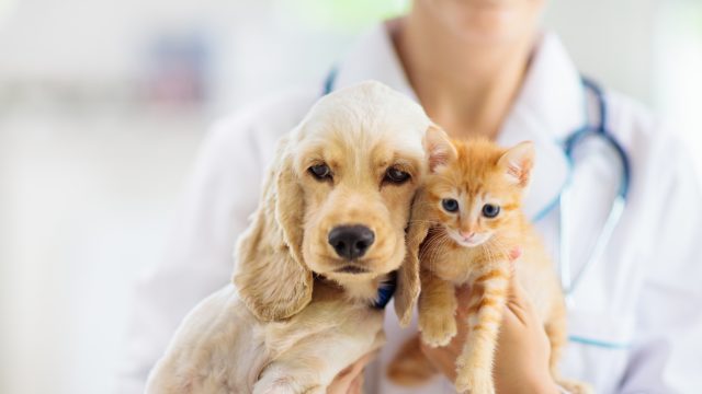 Pet care