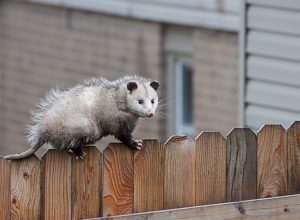 A possum standing on top of a fence